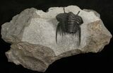 Rare, Stalked-Eyed Cybele Trilobite - Norway #6467-2